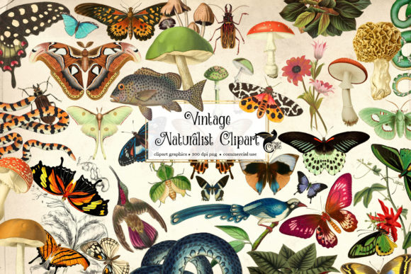 Download Vintage Naturalist Clipart - Clipart Collection