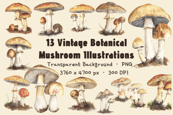 Download Mushroom Clipart Transparent Background - Clipart Collection
