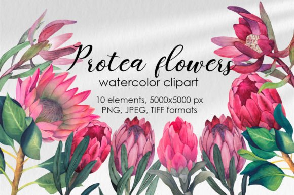 Download Protea Flowers Clipart - Clipart Collection